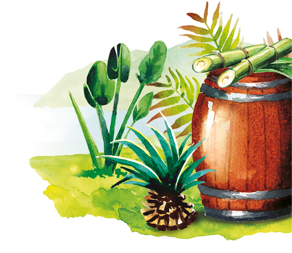 Le savoir-faire  du rhum Old Nick