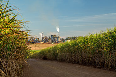 Une distillerie sur l'île de la Guadeloupe