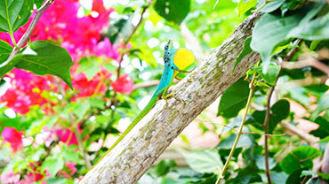 Le lézard "Zandoli" de la Martinique semble toujours nous écouter