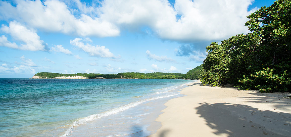 Martinique, Guadeloupe et Marie-Galante : aux origines du rhum Old Nick