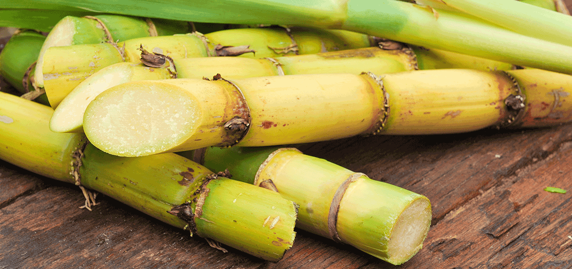 4 choses à connaître sur la canne à sucre, son origine et la récolte.