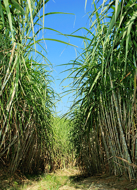 Pour un rhum traditionnel antillais, la canne à sucre doit impérativement être récoltée dans les Antilles françaises. 