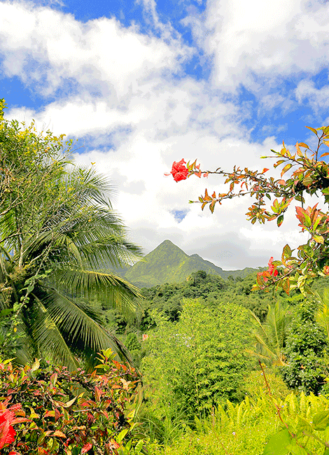 Le rhum de Martinique est le seul rhum des Antilles à bénéficier d’une AOC (Appellation d’Origine Contrôlée)