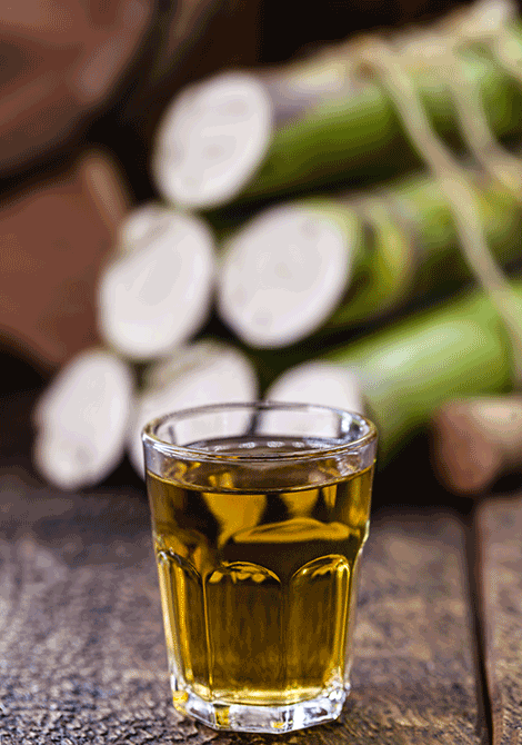 La canne à sucre est à l’origine du rhum 