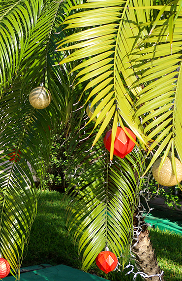 Aux Antilles, on accroche des décorations de Noël aux palmiers !